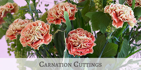 Carnation Cuttings 2